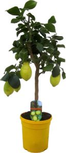 Bloomique Citrus limon Citroenboom Fruitboom Groenblijvend ⌀21 cm 70-80 cm