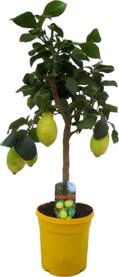 Bloomique Citrus Limon Citroenboom Fruitboom Groenblijvend ⌀21 Cm ↕70-80 Cm