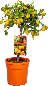 Bloomique Citrus margarita 'Kumquat'- Sinaasappelboom Fruitboom Bladhoudend ⌀19 cm 50-60 cm