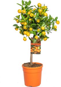 Bloomique Citrus mitis 'Calamondin'- Mandarijnboom Fruitboom Bladhoudend ⌀19 cm 55-65 cm