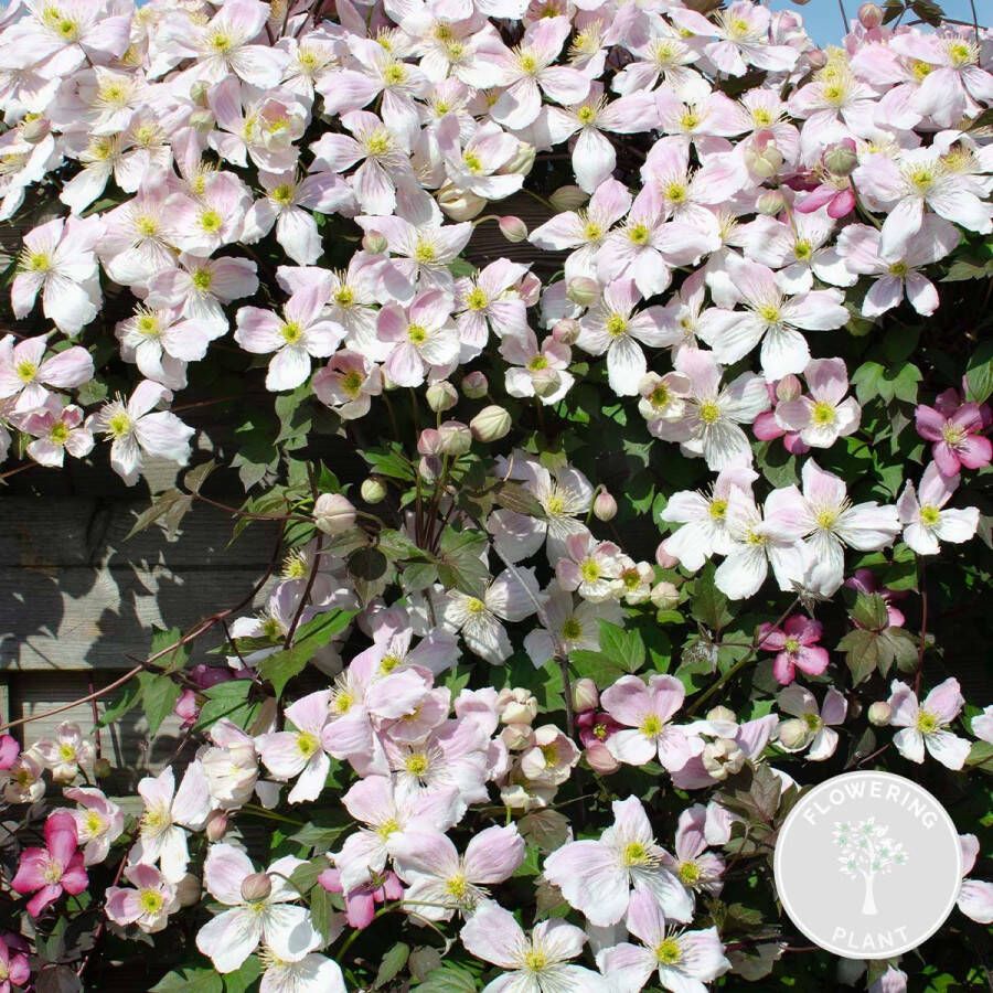 Bloomique Clematis Montana 'Tetrarose' – Bosrank – Klimplant – Onderhoudsvriendelijk ⌀15 cm 60-70 cm
