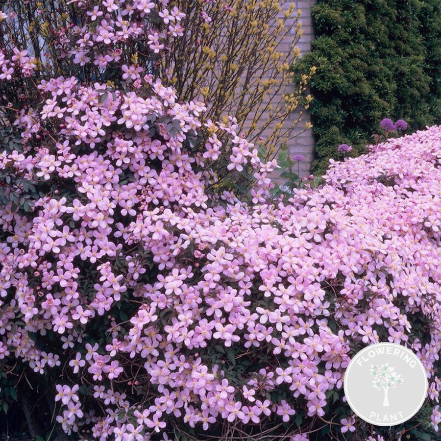 Bloomique Clematis montana var. 'Rubens' – Bosrank – Klimplant – Bloemen ⌀15 cm 60-70 cm