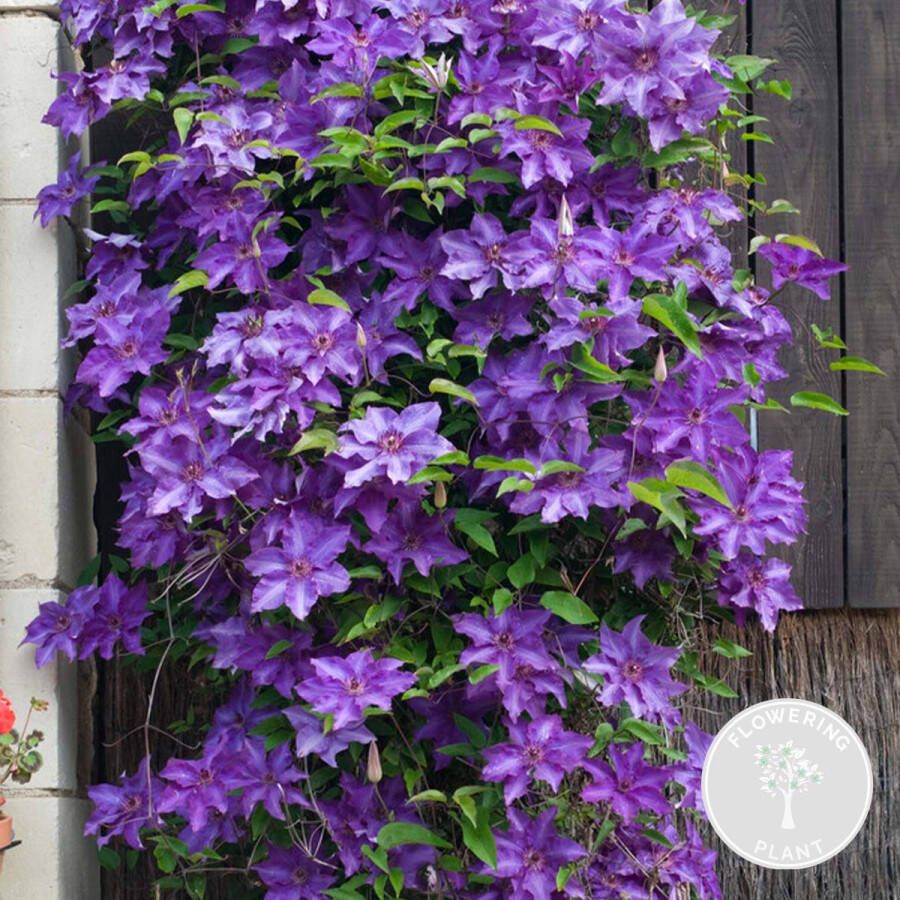 Bloomique Clematis The President – Paarse Klimplant Bosrank ⌀15 cm 60-70 cm