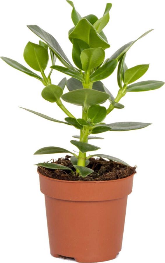 Bloomique Clusia 'Prinses' | Varkensboom Kamerplant in kweekpot ⌀12 cm ↕20-30 cm