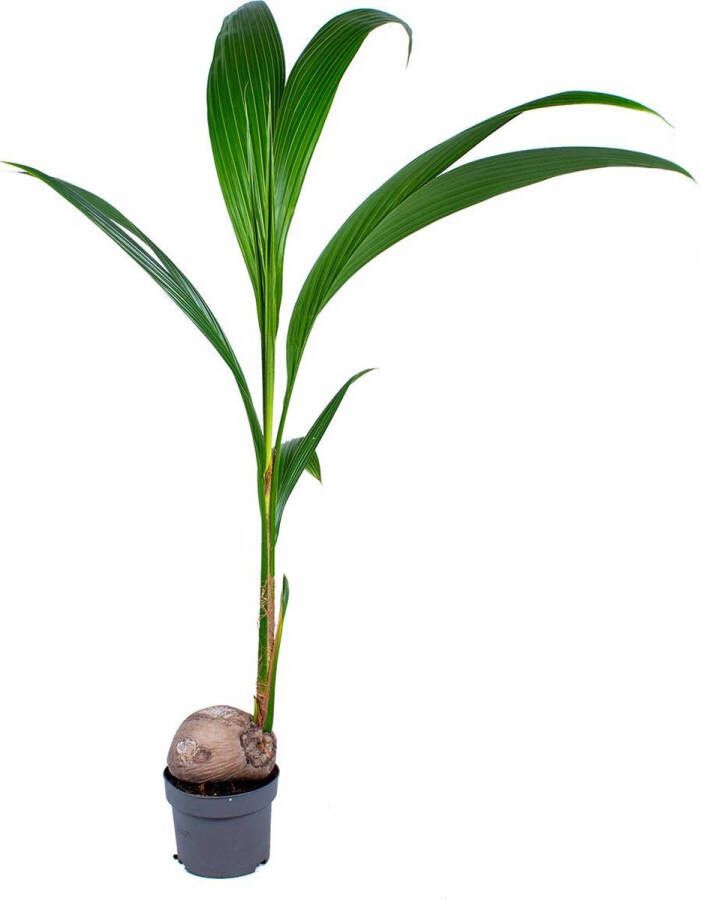 Bloomique Cocos 'Nucifera' Kokospalm Kamerplant Groene plant voor binnen ⌀19 cm 110-120 cm