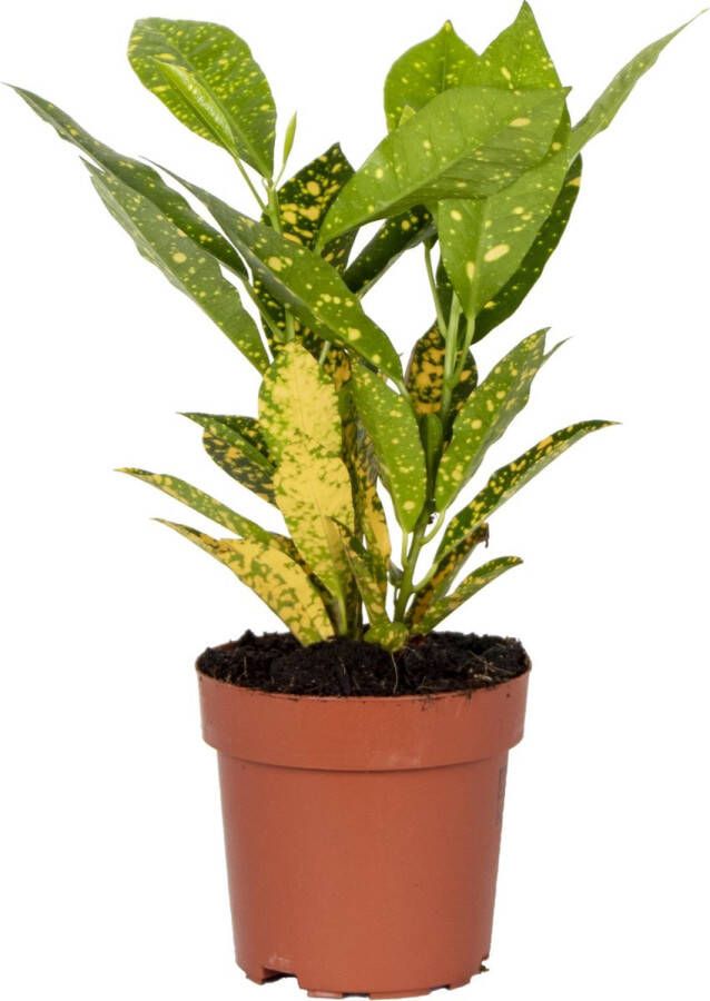 Bloomique Codiaeum 'Zonnige ster' | Croton Kamerplant in kwekerspot ⌀12 cm ↕15-25 cm