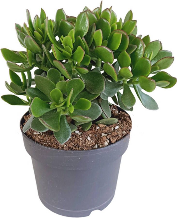 Bloomique Crassula Minova | Succulent Per Stuk Kamerplant ⌀17 ↕40 cm