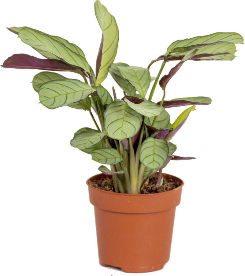 Bloomique Ctenanthe 'Amagris' | Tiengebodenplant Kamerplant in kwekerspot ⌀12 cm ↕10-20 cm