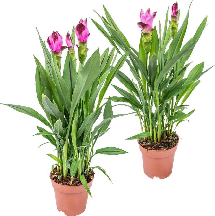 Bloomique Curcuma Siam | Tulpenplant per 2 stuks Buiten- en binnenplant in kwekerspot ⌀14 cm ↕50 cm