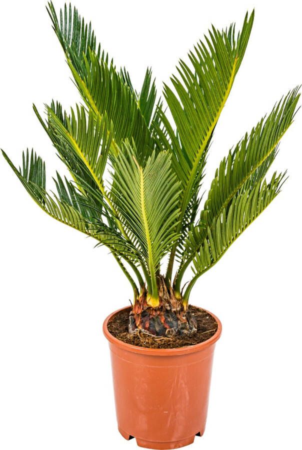 Bloomique Cycas Revoluta – Vredespalm – Palm – Onderhoudsvriendelijk ⌀12 cm 30-40 cm