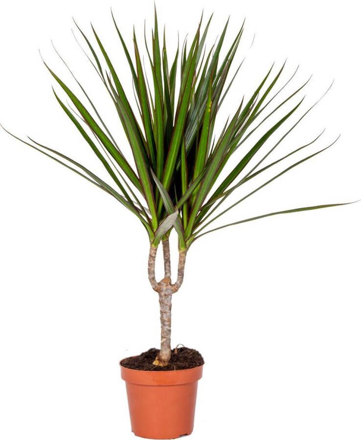 Bloomique Dracaena Marginata | Drakenbloedboom kleine stam Kamerplant in kwekerspot ⌀12 cm ↕35-45 cm