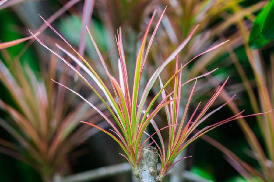 Bloomique Drakenbloedboom | Dracaena 'Magenta' per stuk Kamerplant in kwekerspot ⌀17 cm ↕75 cm