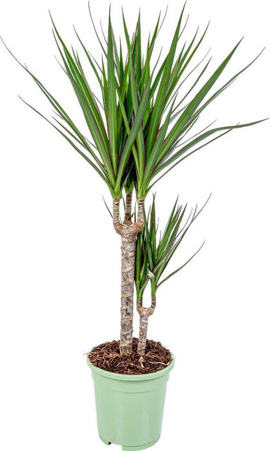 Bloomique Drakenbloedboom | Dracaena 'Marginata' per stuk Kamerplant in kwekerspot ⌀17 cm ↕75 cm