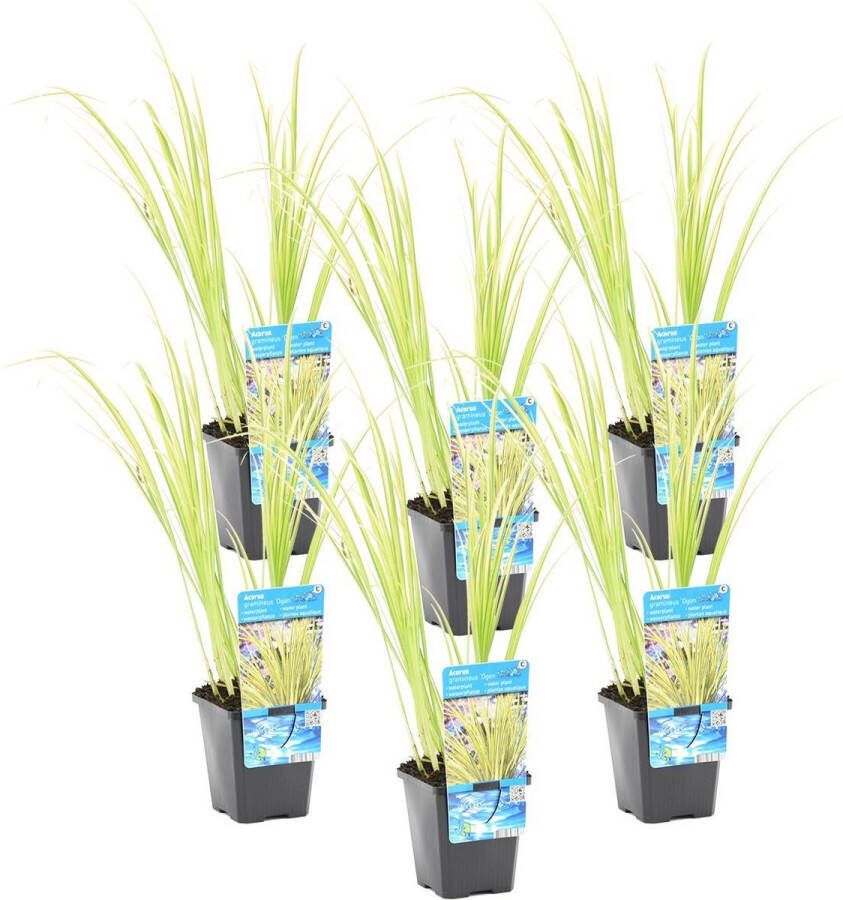 Bloomique Dwergkakelmoes Acorus 'Ogon' per 6 Stuks Vijverplant in Kwekerspot ⌀ 9 cm ↕10-20 cm