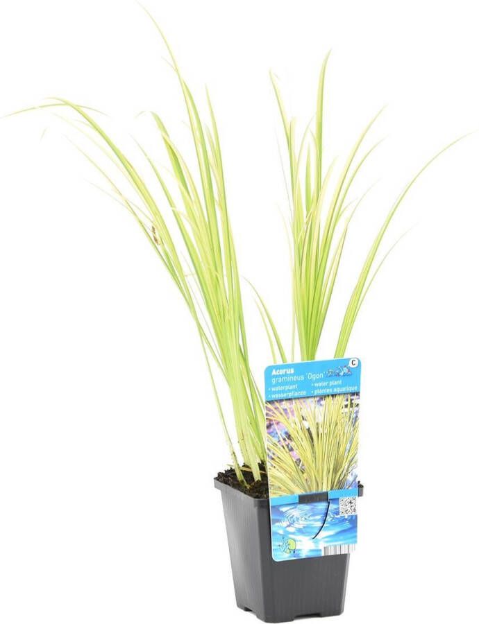 Bloomique Dwergkakelmoes Acorus 'Ogon' per Stuk Vijverplant in Kwekerspot ⌀ 9 cm ↕10-20 cm