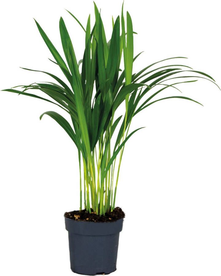 Bloomique Dypsis Lutescens Goudpalm Kamerplant Onderhoudsvriendelijk ⌀12 cm 30-35 cm