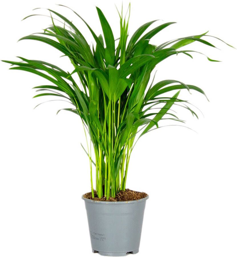 Bloomique Dypsis Lutescens Goudpalm Kamerplant Onderhoudsvriendelijk ⌀14 cm 40-50 cm