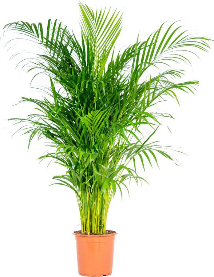 Bloomique Dypsis Lutescens Goudpalm Kamerplant Onderhoudsvriendelijk ⌀24 cm 120-130 cm