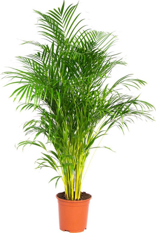 Bloomique Dypsis Lutescens Goudpalm Kamerplant Onderhoudsvriendelijk ⌀24 cm 140-150 cm