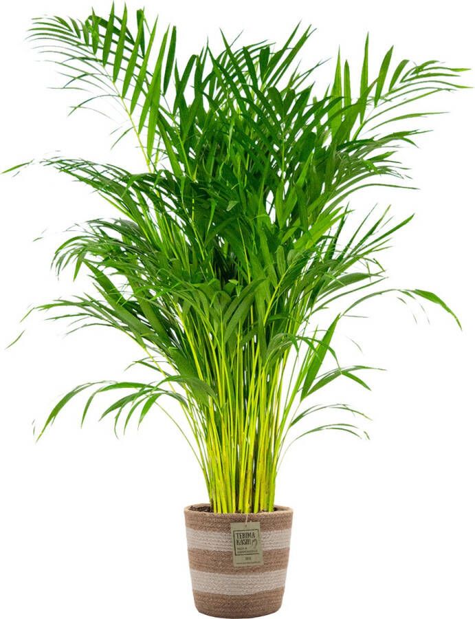 Bloomique Dypsis Lutescens Incl. Jute Mand Goudpalm Onderhoudsvriendelijk ⌀21 Cm ↕100-110 Cm