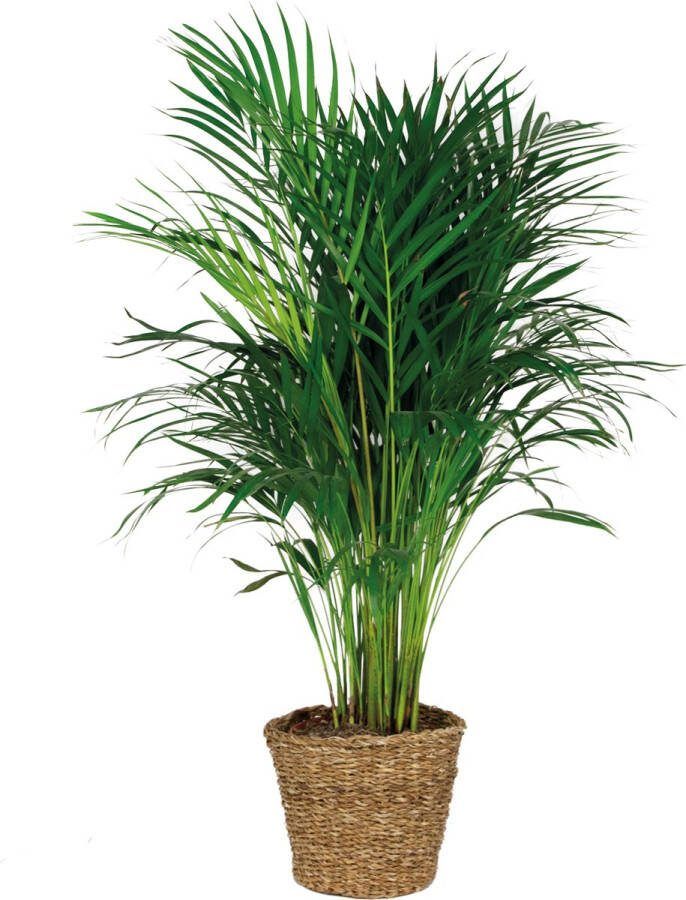 Bloomique Dypsis Lutescens Incl. Zeegras Mand Goudpalm Kamerplant Onderhoudsvriendelijke plant voor binnen ⌀21 cm 100-110 cm