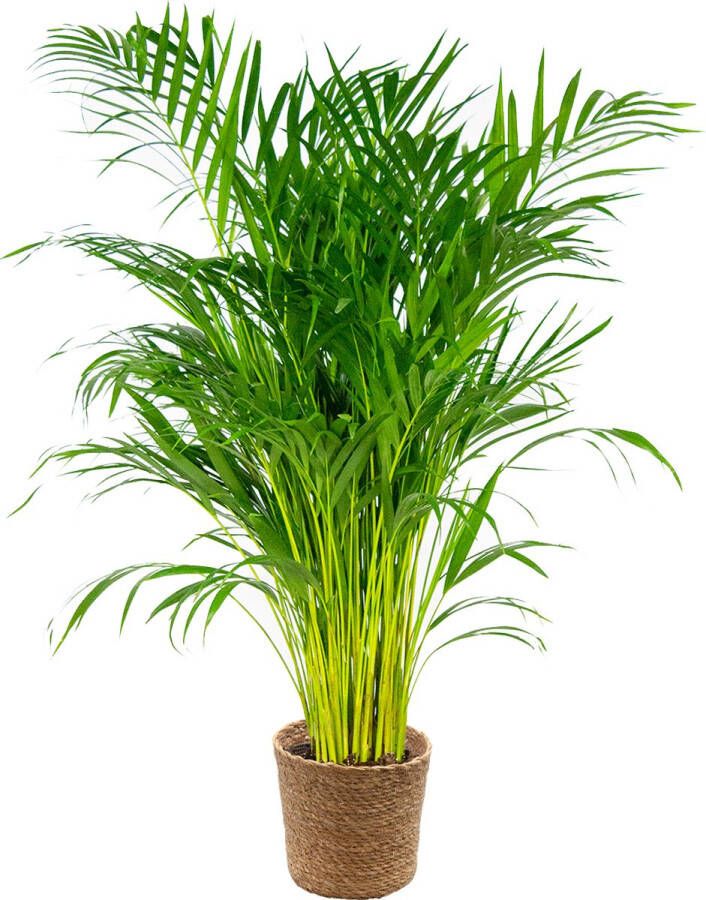 Bloomique Dypsis Lutescens Incl. Zeegras Mand Goudpalm Onderhoudsvriendelijk ⌀21 cm 100-110 cm