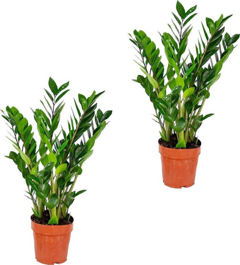 Bloomique Emerald Palm per 2 stuks Zamioculcas Kamerplant in pot ⌀17 cm Hoogte ↕60 cm