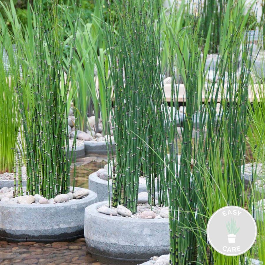 Bloomique Equisetum Japonicum – Japanse Holpijp – Vijverplant – Onderhoudsvriendelijk – ⌀9 Cm ↕20-30 Cm