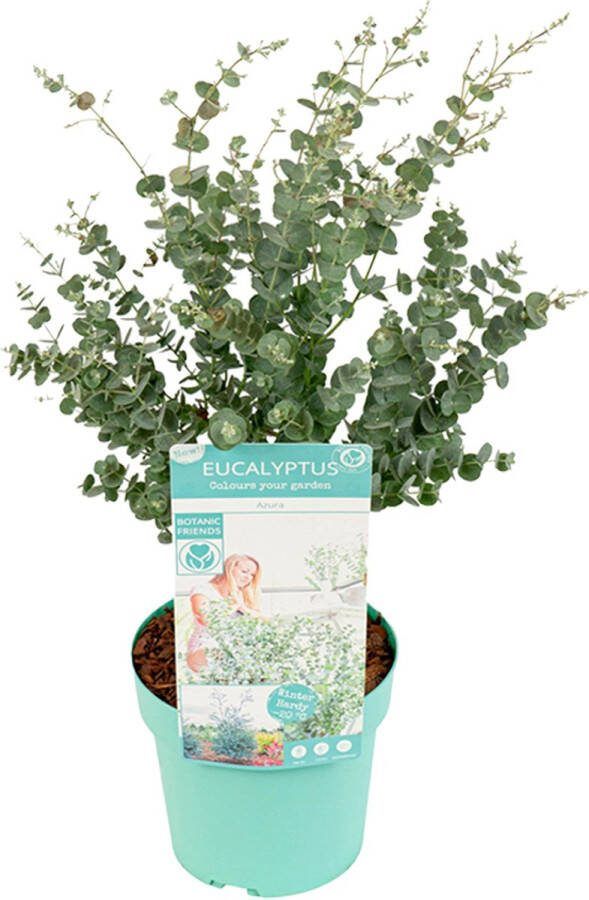 Bloomique Eucalyptus Gunnii 'Azura' Eucalyptus Plant Tuinplanten Winterhard ⌀19 cm 40-60 cm