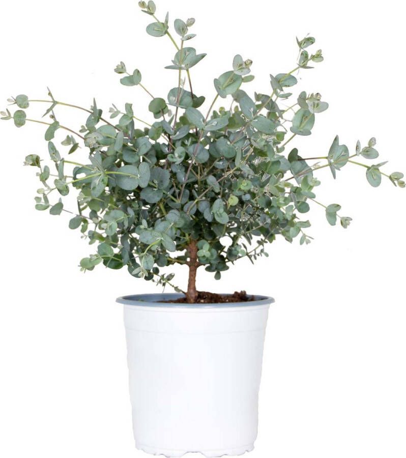 Bloomique Eucalyptus gunnii Gomboom Heester Groenblijvend ⌀14 cm 25-35 cm