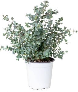 Bloomique Eucalyptus gunnii Gomboom Heester Groenblijvend ⌀17 cm 40-50 cm