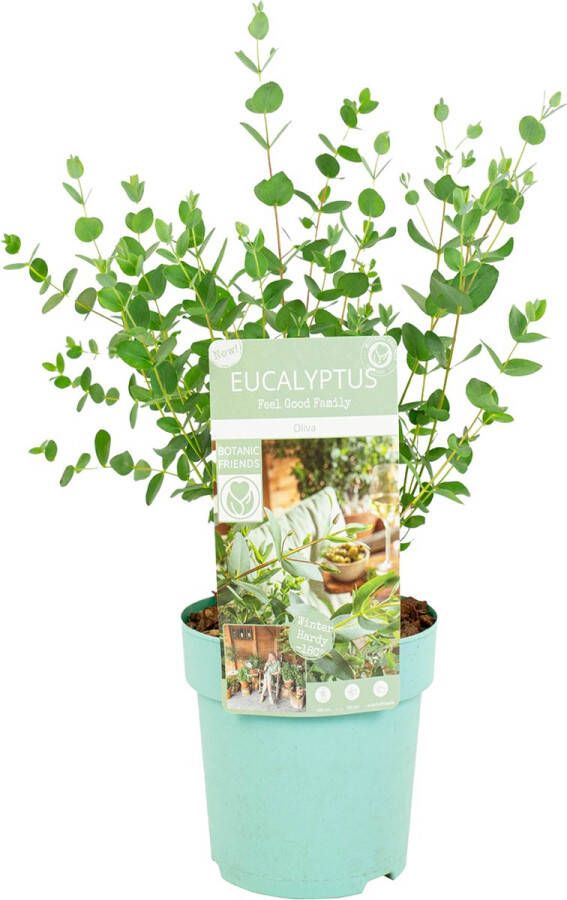 Bloomique Eucalyptus Parvifolia Eucalyptus Plant Tuinplanten Winterhard ⌀15 Cm 30-40 Cm