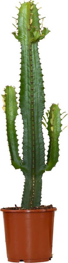 Bloomique Euphorbia Acrurensis Cactus Plant Cowboy Cactus Kamerplanten ± 60cm hoog 17cm diameter in Kweekpot