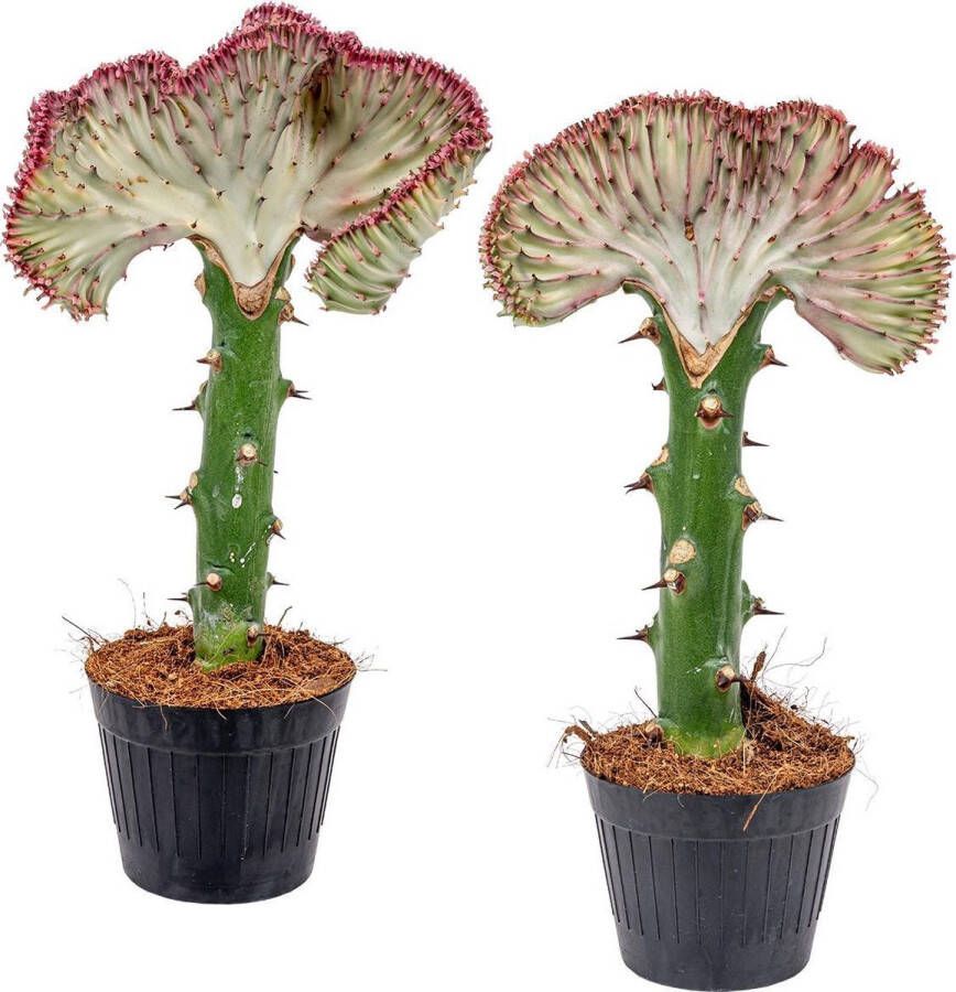 Bloomique Euphorbia Lactea 'Cristata' | Cactus per 2 stuks Kamerplant in kwekerspot ⌀11 cm ↕30 cm