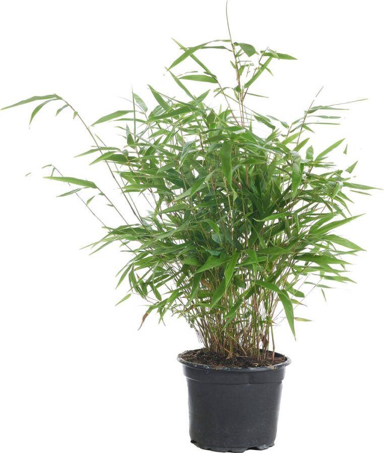 Bloomique Fargesia Formidable – Bamboe – Tuinplant – Winterhard ⌀17 cm 40-50 cm