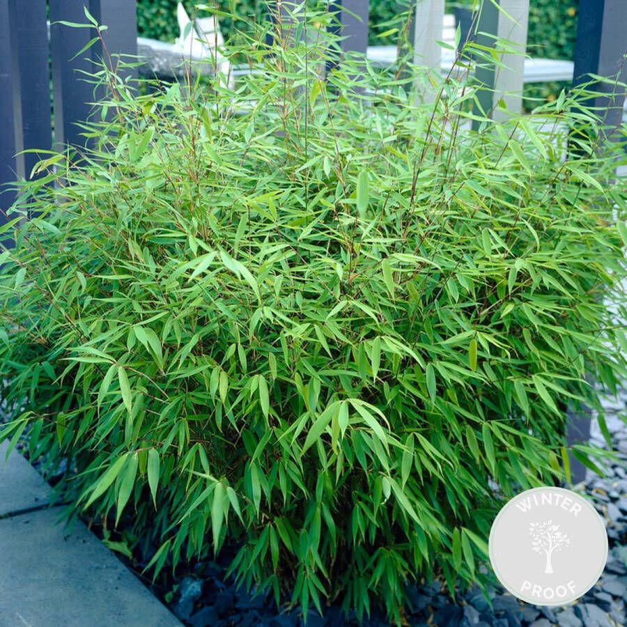 Bloomique Fargesia rufa – Bamboe – Tuinplant – Winterhard ⌀23 cm 60-70 cm