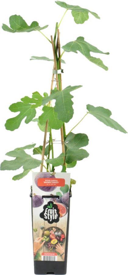 Bloomique Ficus Carica 'Brown Turkey' Vijgenboom Fruitbomen Tuinplanten Winterhard ⌀14 cm Hoogte 60-70cm
