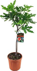 Bloomique Ficus Carica – Vijgenboom – Fruitboom – Winterhard ⌀17 cm 60-70 cm