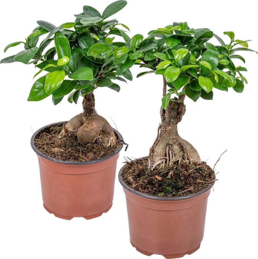 Bloomique Ficus 'Ginseng' | Bonsaiboom per 2 stuks Kamerplant in kwekerspot ⌀12 cm ↕35 cm