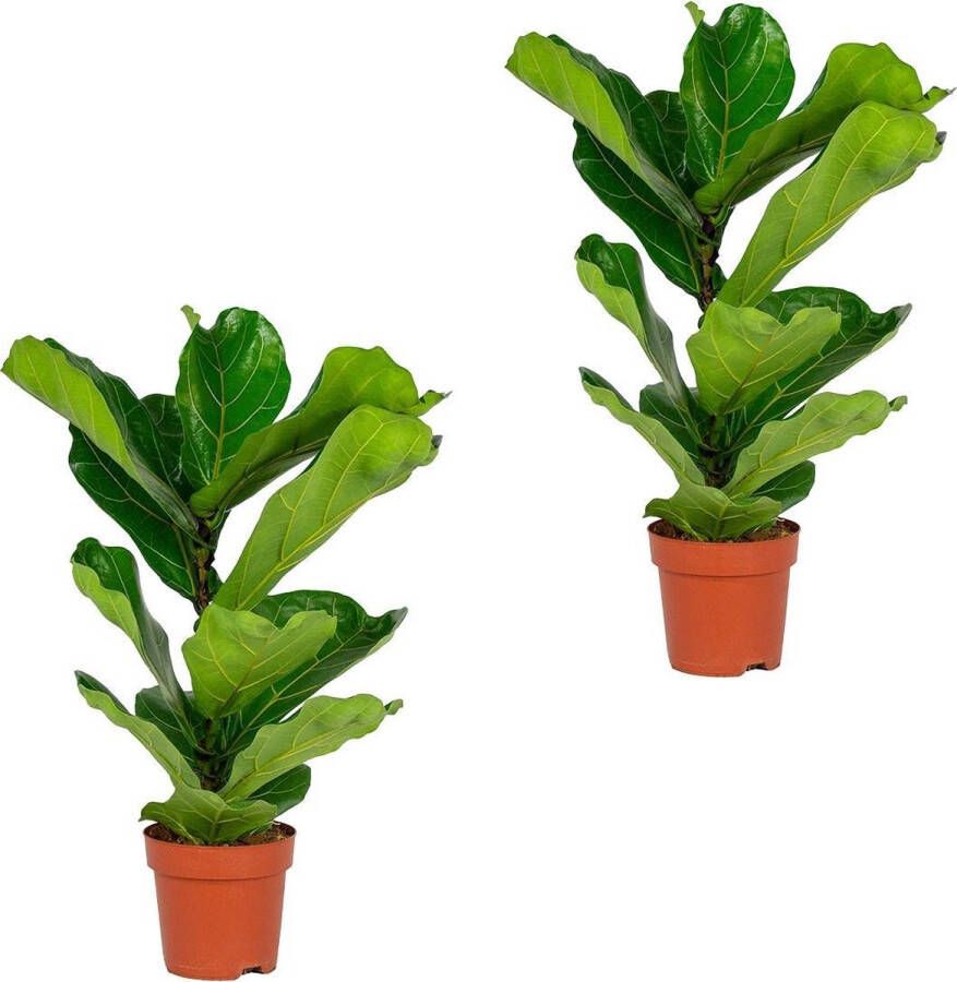 Bloomique Ficus Lyrata 'Bambino' | Vioolbladplant per 2 stuks Kamerplant in kwekerspot ⌀17 cm ↕65 cm