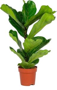 Bloomique Ficus Lyrata 'Bambino' | Vioolbladplant per stuk Kamerplant in kwekerspot ⌀17 cm ↕65 cm