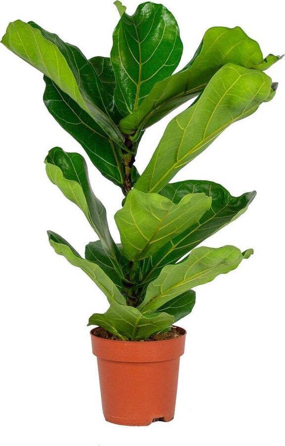 Bloomique Ficus Lyrata 'Bambino' Vioolbladplant per stuk Kamerplant in kwekerspot ⌀17 cm ↕65 cm