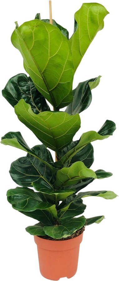 Bloomique Ficus Lyrata Vioolbladplant Kamerplanten Luchtzuiverend Gemakkelijk in onderhoud Pot 21cm 80-100cm Hoog