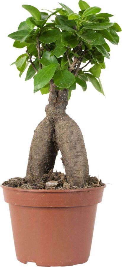 Bloomique Bonsai boompje | Ficus 'Ginseng' per stuk – Kamerplant in kwekerspot ⌀15 cm ↕35 cm