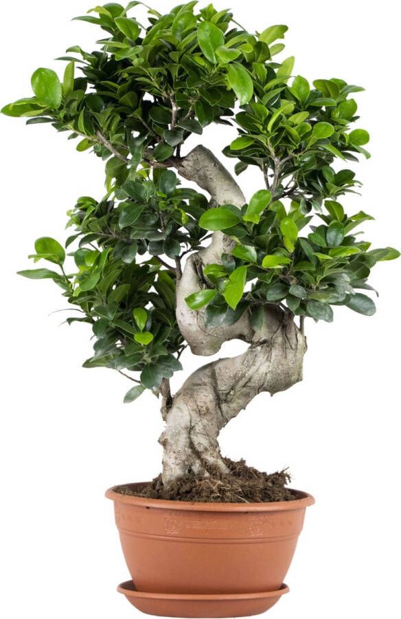 Bloomique Ficus microcarpa 'Ginseng' S-vorm Bonsai Kamerplant Groene plant voor binnen ⌀22 cm 60-70 cm