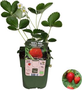 Bloomique Fragaria x ananassa 'Delizzimo' – Aardbei – Fruitstruik ⌀21 cm 45-55 cm