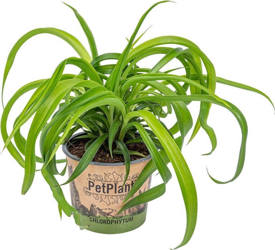 Bloomique Graslelie | Chlorophytum 'Green Bonnie' per stuk PetFriendly Kamerplant ⌀12 cm ↕25 cm