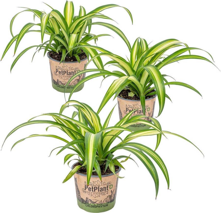 Bloomique Graslelie | Chlorophytum 'Hawaiian' 3 stuks PetFriendly Kamerplant ⌀12 cm ↕25 cm