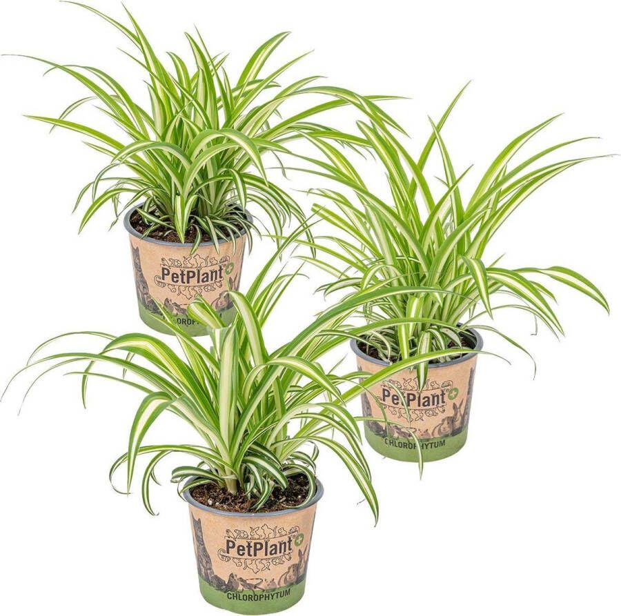 Bloomique Graslelie | Chlorophytum 'Variegatum' per 3 stuks PetFriendly Kamerplant ⌀12 cm ↕25 cm