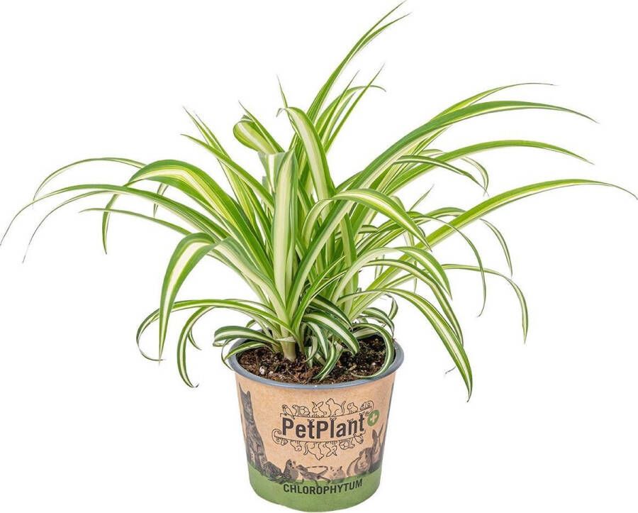 Bloomique Graslelie | Chlorophytum 'Variegatum' per stuk PetFriendly Kamerplant ⌀12 cm ↕25 cm